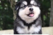 阿拉斯加犬的驱虫时间和方法（了解阿拉斯加犬的驱虫周期，保护你的爱犬免受寄生虫的侵害）