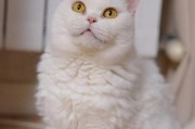 选择经济实惠的纯种猫品种（了解哪些纯种猫品种价格相对较低）