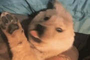狗为什么会用头去蹭（探索狗狗蹭头行为的原因及其意义）