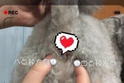 小狗挤肛门腺的重要性（了解挤肛门腺的时机和方法，保护小狗健康）