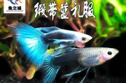 红闪电鱼饲养方法详解（打造理想的家庭水族箱，）