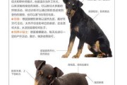 探秘斗牛獒犬（斗牛獒犬的性格特点及魅力所在）