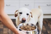 用食物治疗宠物狗的5种神奇食物（狗狗的健康需要好食物神奇食物帮你轻松治疗宠物狗）