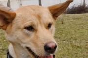 自家土狗为什么咬主人？（了解土狗的天性与培养方式，避免咬伤主人）