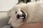 狗拉黏黏的东西是什么原因？（探究狗拉黏黏的物质和可能的原因）