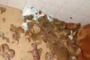 犬的受孕率低的原因是什么？（探究导致犬受孕率低的因素及解决方法）