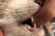 5个月猫咪牙龈红肿怎么办？（预防和治疗方法详解，重视口腔健康）
