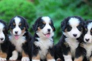 室内养伯恩山犬的全面指南（如何在家中培养健康快乐的伯恩山犬）