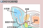 关注猫耳朵健康，共同走上耳螨治疗之路（了解耳螨症状，提供有效治疗方案）