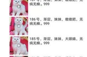 养宠物的好处与重要性（人类与宠物之间的特殊纽带）