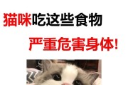 猫的饮食习惯与可食物（了解猫咪的饮食需求和可食用食物，给予它们正确的营养）