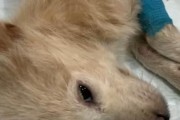狗狗食物中毒（探究狗狗食物中毒的潜在危害以及相关应对措施）