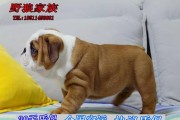 探寻英国斗牛犬的起源（从历史到现实，了解这个可爱的宠物）