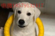 拉布拉多幼犬价格大全（探索拉布拉多幼犬市场的最新价格信息）