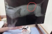 猫脊柱问题及其症状（了解猫脊柱问题及如何识别关键症状）