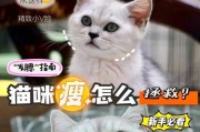 猫咪增肥的有效方法（如何帮助瘦猫咪增加体重）
