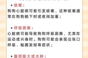狗发病的常见症状及应对措施（了解狗发病症状，提前预防）