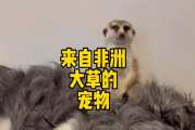 狐蒙：非洲大草原上最凶残的小动物