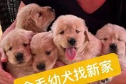 金毛幼犬的价格及市场行情（金毛幼犬价格变动及购买注意事项）