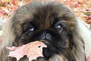 深入了解京巴犬（从基础知识到饲养注意事项，全面了解这个温顺聪明的宠物）
