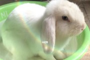 如何正确养护刚出生几天的小兔子（小兔子的刚出生阶段需注意的养护知识）
