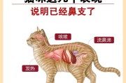 如何判断猫咪发烧？猫咪发烧的症状和诊断方法！