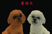 长卷毛猎犬饲养指南（了解长卷毛猎犬的特点，让它快乐成长）