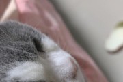 猫咪淌哈喇子的原因与解决方法（了解为何猫咪会淌哈喇子，保证它们的健康和幸福）