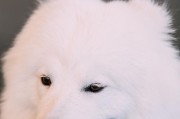 萨摩耶——纯白色的绝美犬种（揭秘萨摩耶独特的外貌和性格特点）