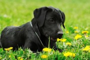 拉布拉多犬为何会吃草？（探究拉布拉多犬吃草的原因及解决方法）