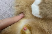 猫猫爪子上的疙瘩（探究猫猫爪子上长疙瘩的原因，并提供有效的解决办法）