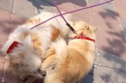 狗狗的闹腾（探索狗狗闹腾期的长度与安定时间）