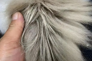 猫咪尾巴油可能是“马尾病”？猫咪摆脱马尾症的办法有哪些？