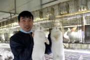 如何正确照料兔子——关爱宠物兔子的注意事项（兔子照料指南，为宠物兔子提供最佳关怀）