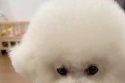 小奶狗的健康药物指南（了解小奶狗的药物需求和用药安全）