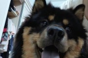 土狗为何不易感染细小病毒？（探究土狗免疫机制与细小病毒抵抗的奥秘）