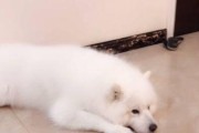 如何训练萨摩耶认主人（宠物狗的行为训练和心理教育）