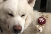 狗毛的用途与价值（探索狗毛的多样化应用领域）