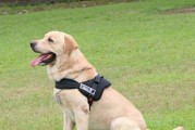 拉布拉多巡回犬的饲养方法（宠物犬的养育指南）