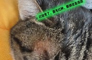 猫咪为何频繁脱毛？（探究猫咪脱毛现象的原因和解决方法）