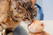猫咪之间的交流方式（探秘猫咪语言，解析猫咪行为）