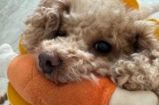 小泰迪犬的水果饮食指南（为宠物犬提供丰富多样的水果饮食）