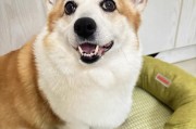 世界顶级名犬（揭秘世界上最昂贵的狗，宠物领域的奢华代表）