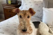 澳大利亚梗犬——活泼聪明的工作犬（了解澳大利亚梗犬的特点和用途，感受它们与人类的紧密联系）