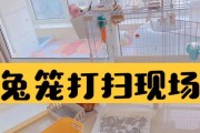 兔子厕所清洁频率的探讨（如何确定兔子厕所清洁的最佳频率）