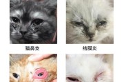 猫鼻子长两颗东西的原因及其影响（探索猫鼻子异常现象的根源，揭示潜在影响）