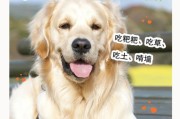 狗的最佳进食时间（优化你宠物狗的饮食习惯）