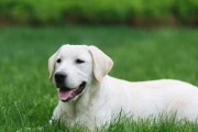 拉布拉多犬身体瘙痒的解决方案（教你如何缓解宠物瘙痒问题，让你的拉布拉多犬健康快乐）