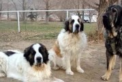 圣伯纳犬的饲养全攻略（如何让你的圣伯纳犬健康成长？）