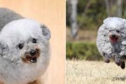 如何帮助你的迷你贵宾犬解决消化不良问题？